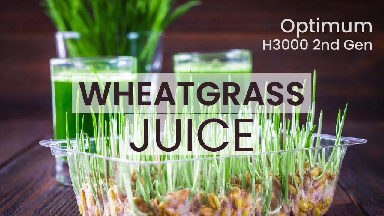 How to grow Wheatgrass & make Wheatgrass Juice using H3000 2nd Gen