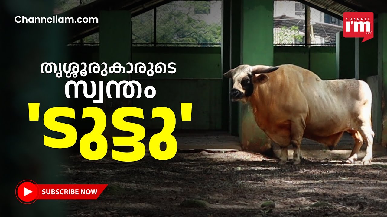 തൃശൂർ മൃഗശാലയുടെ അലങ്കാരമായി ടുട്ടു. Tuttu Named Mithun or Gayal Animal In Thrissur Zoo