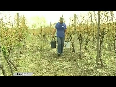 ახმეტაში სეტყვისგან დაზიანებული ყურძნის ჩაბარება დაიწყო