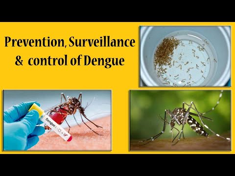 Cómo prevenir el dengue | Como control de mosquitos Aedes | El control de Aedes Larva | Cómo Control del Dengue