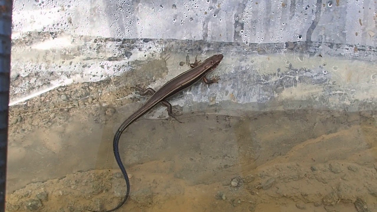 ニホントカゲ Plestiodon japonicus