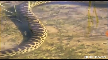 Python eats Alligato 02 time Laps Speed x6