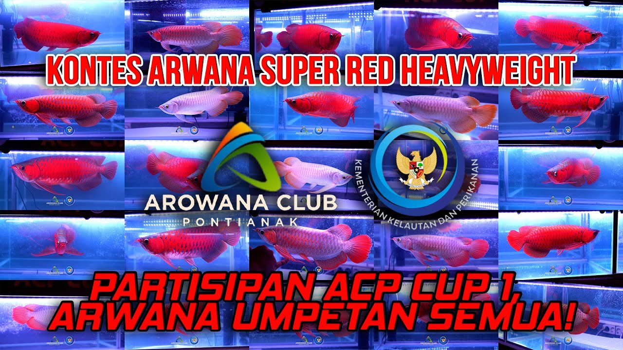 ACP CUP 1! KONTES ARWANA KELAS BERAT! BARU KELAS MEDIUM, 1 LORONG MAU BLOK SEMUA!