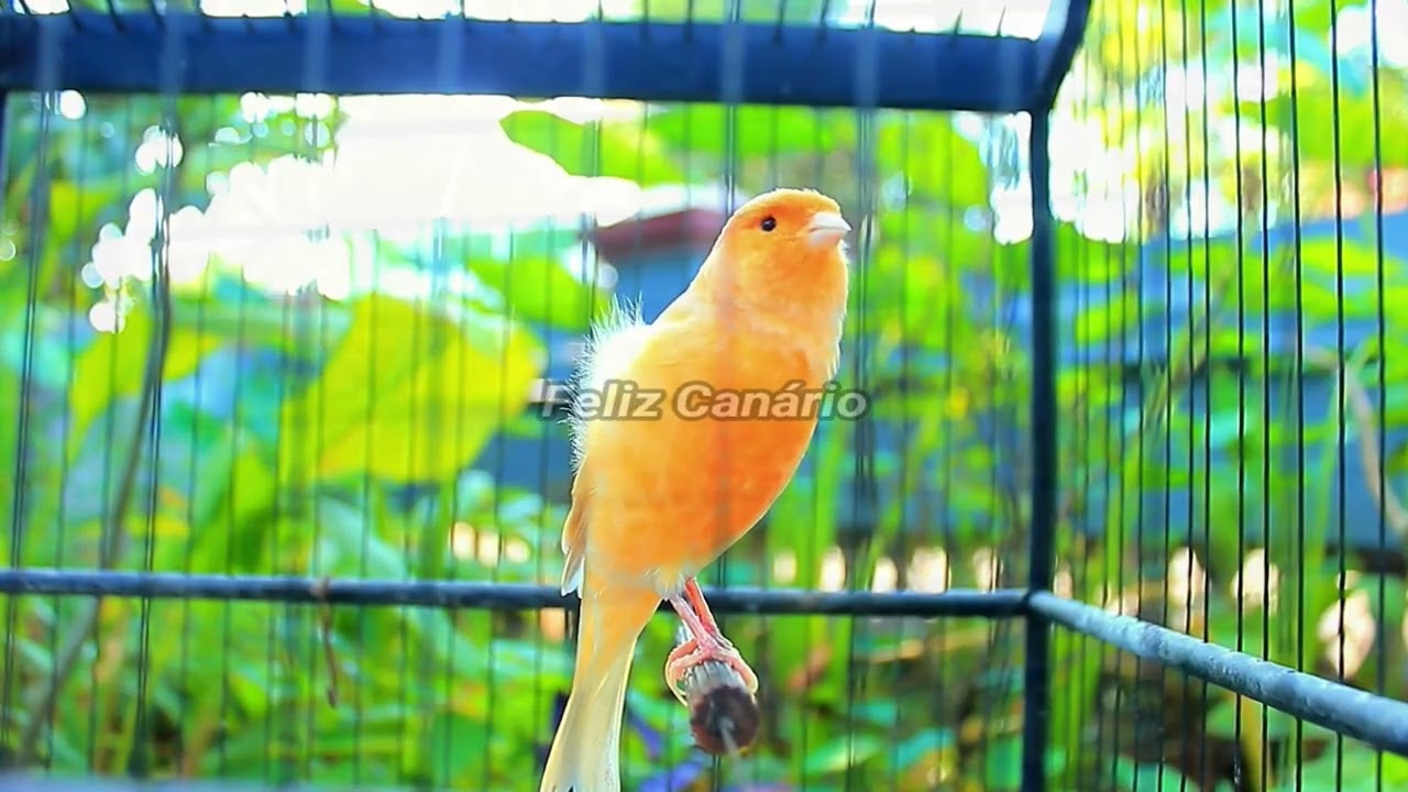 Eu Canto Muito Forte  Canário Belga Feliz Dançando Salsa para Acasalamento 2026 – Feliz Canario 13