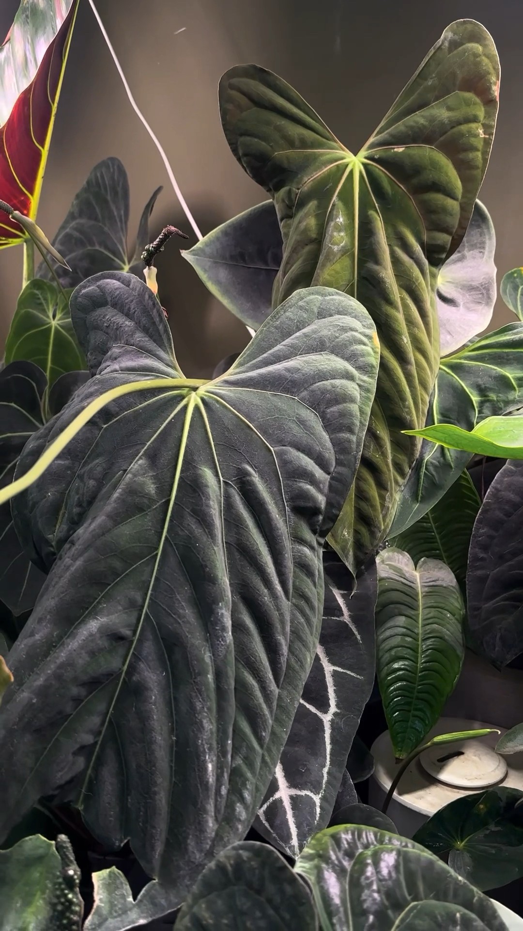 Anthurium papillilaminum 'Ree Gardens' #anthurium