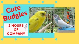 Most POPULAR2 HOURS Budgie Sounds for Lonely ParakeetsLemon and Lola