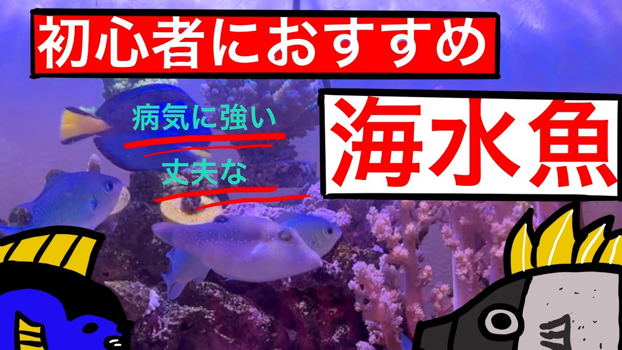 海水水槽 海水魚 初心者におすすめな海水魚紹介 病気に強く丈夫で餌付けも困らない育てやすい魚たち Youtube