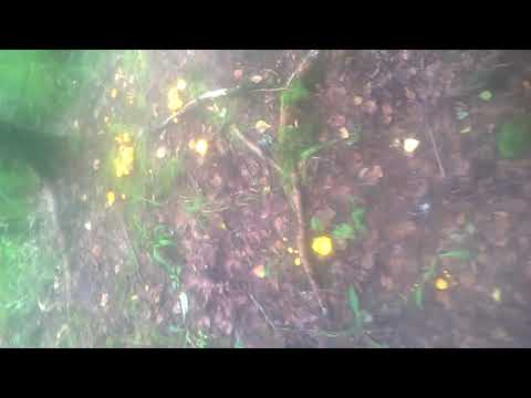 Как растут лисички в лесу или ведьмин круг