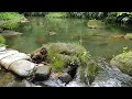 Refreshing Nature&#39;s Sounds and Scenery in Malvar, Batangas Province (Running Water)