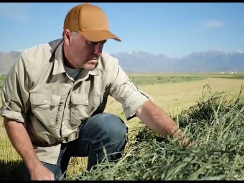 Video: Haymaking adalah kerja atau percutian dalam tradisi petani Rusia?