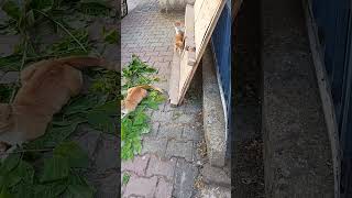 #shotrs #fyp #reels #reddit #keşfet #cat #viral #turkey #istanbul #komedi #shortvideo #reel #music