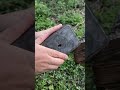 You won't believe: stone can make fire. Simple survival trick for outdoor emergency. #Wilderness