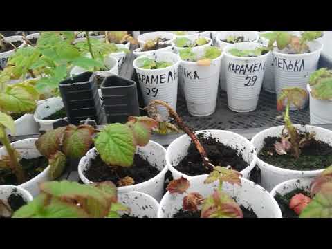 Video: Жаңы малина пирогдорун кантип жасоого болот