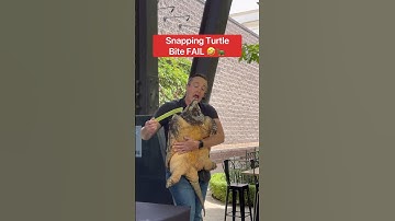 Snapping Turtle Bite FAIL 🤣🐢#shorts #turtle