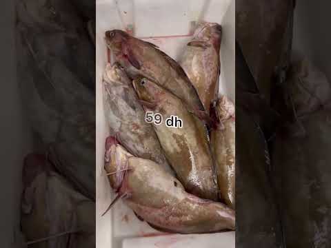 Kola Wa Chrabo Ayoha Lmgariba 