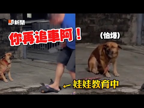 亂追機車！爸「揍狗娃娃」😂米克斯垂耳怕爆｜寵物動物｜狗狗｜搞笑｜精選影片