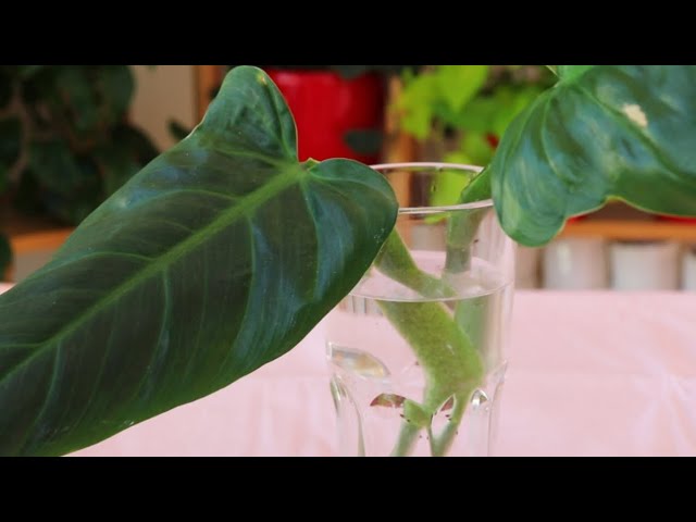 pothos plants Lime Green Pothos | House plant for Same-Day Delivery