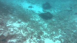 Stingrays & Black Tip Reef Shark @ Snorkeling Meeru Island Resort - Maldives - 2012-08-21 - PART I