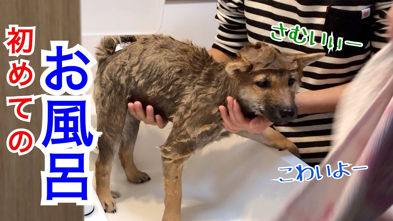 柴犬の子犬に初めてのシャンプーFirst shampoo for Shiba Inu puppies YouTube