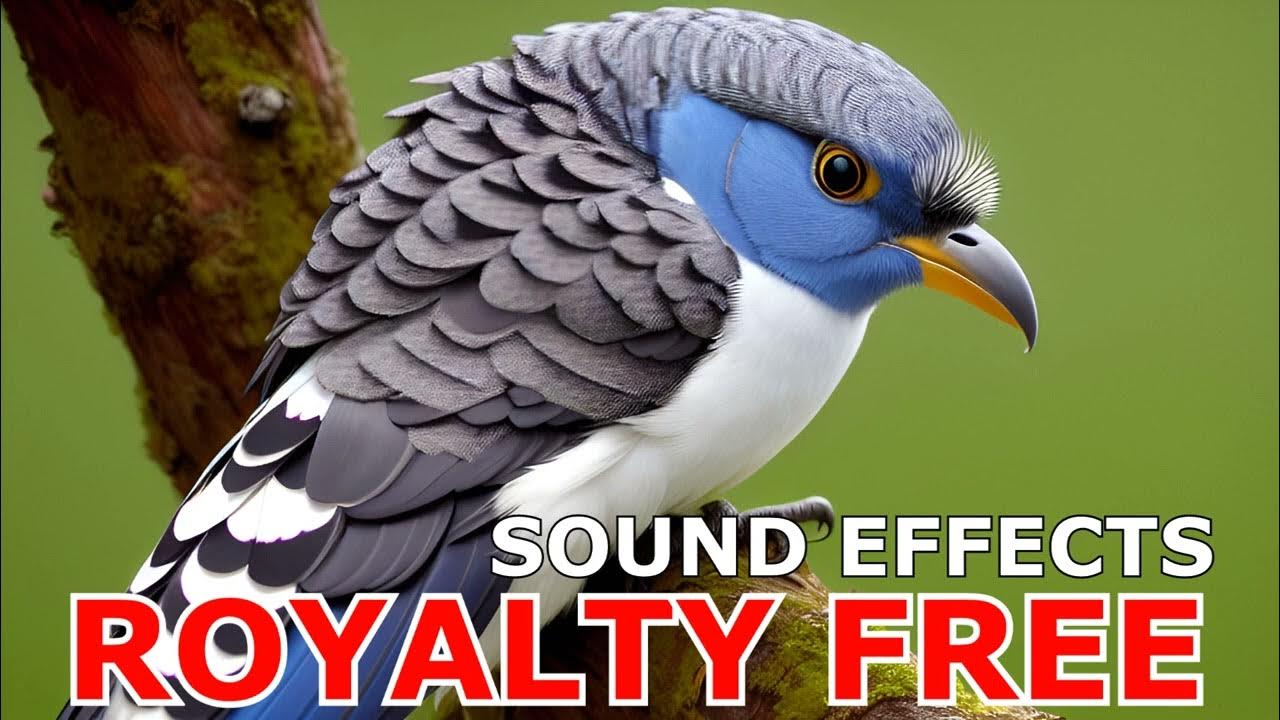 Blue Jay Bird Sound Effect Free to Use RoyaltyFree Bird Sounds