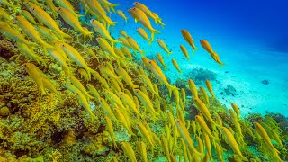 Red Sea: Life Beneath the Waves | 8K Underwater Documentary - Ep 5
