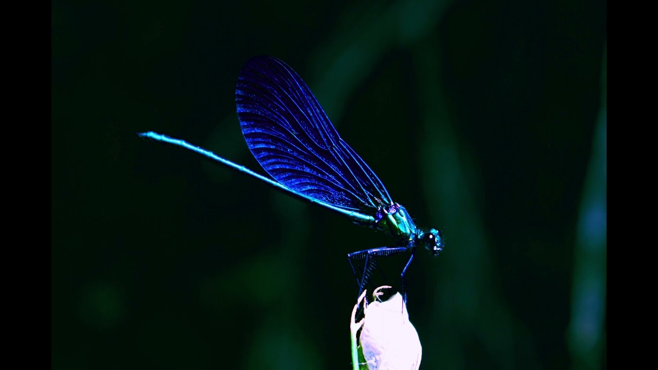 Dragonfly | Shamanic Drum | Meditation Music