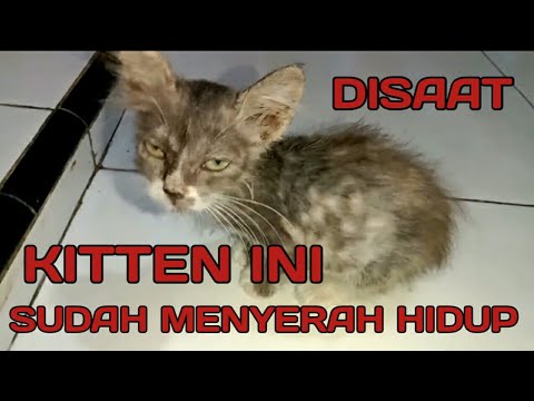 Video: Anak Kucing Yang Diikat Dengan Kejam Ke Semak Sekarang Sudah Sembuh