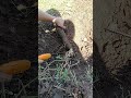 Digging ot durian tree root
