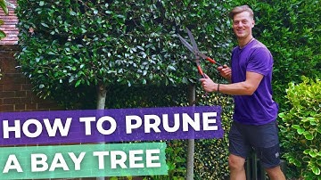 How To Prune A Bay Laurel Tree Hedge | Complete Guide