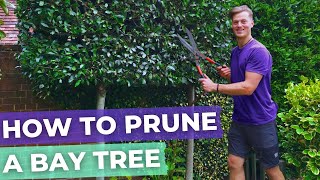 How To Prune A Bay Laurel Tree Hedge Complete Guide