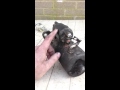 Fix a starter motor yourself cheap !