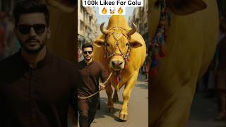 Golu Bull Heaviest Weight - Qurbani 2026