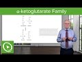 α-ketoglutarate Family & Glutamine Synthesis – Biochemistry | Lecturio