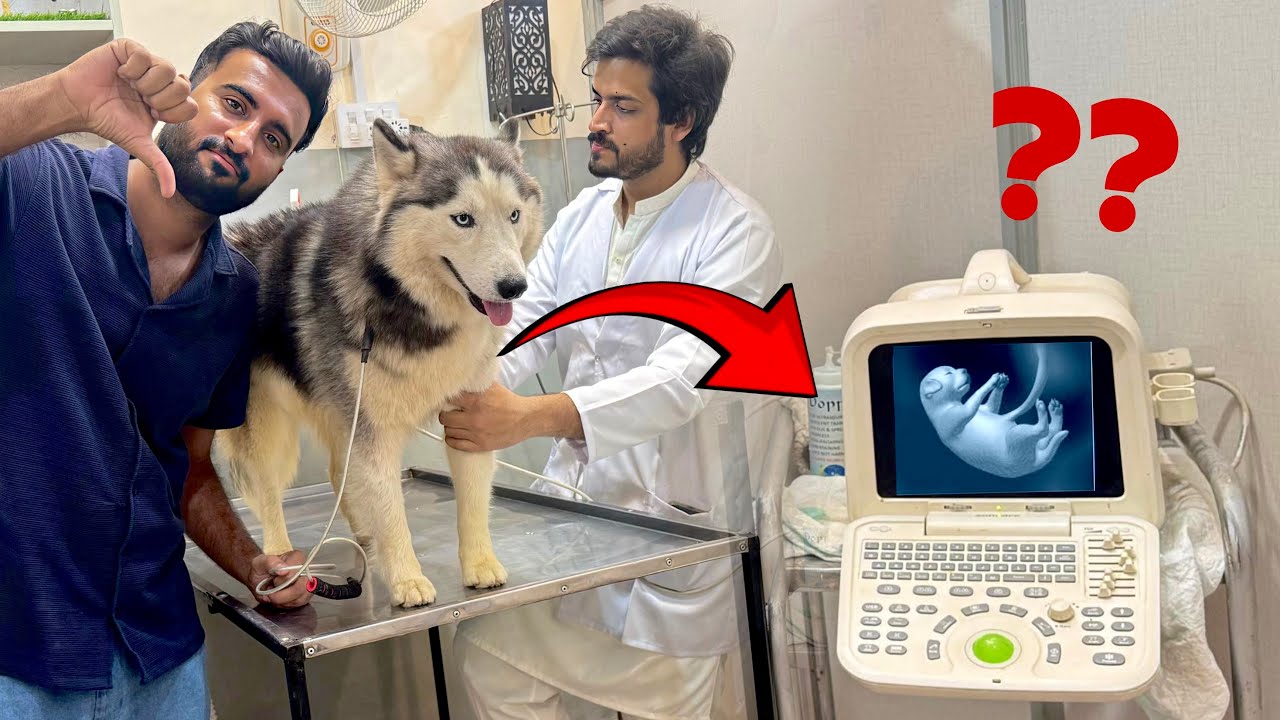 Princess Fiona Ko Hospital Le Gae Aj Dodh Ka Dodh Pani ka pani Hojae Ga🚨