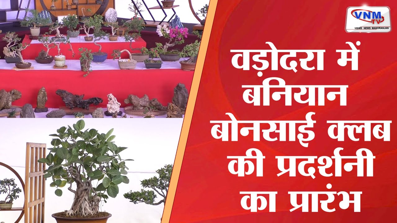Exhibition of Banyan Bonsai Club begins in Vadodara II VNMTV 031222