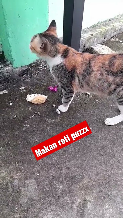 makan roti pun sk🐈‍⬛🐈‍⬛🐈‍⬛ #kaltim #shortsyoutube