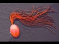 Archaea: The Hidden Domain of Life