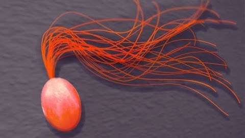 Archaea: The Hidden Domain of Life