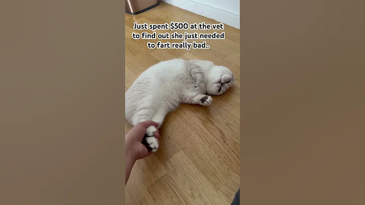 Watch the video about I had to take my cat to the ER... 🙈 #kikicutekitty #funny #vet #catdoctor #scottishfold #relatable