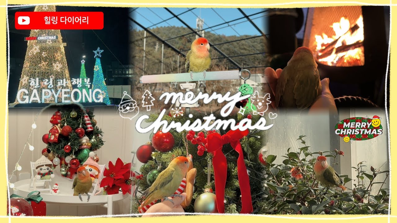 [Vlog] 모란앵무 힐링이 크리스마스 가평 여행🎄❤️💚