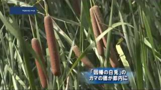 因幡の白兎（ウサギ）のガマの穂が都内に