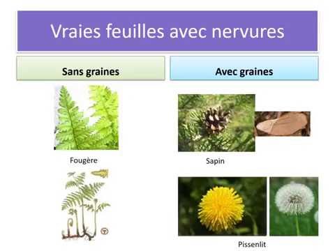 Vidéo: Quels sont les deux groupes de plantes ?