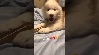 Viola❤️🤗 #youtube #dog #husky #doglover #huskydog #cute #siberianhusky #puppy #sigmadog #sigma