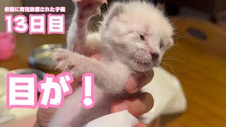 母猫に育児放棄された子猫 13日目 遂に目が!!!  かんぺいちゃんになりました  2024 04 14 1