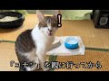 猫に『ごはん』と似てる言葉で話しかけたら反応するか検証