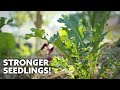 Try this for healthier brassica seedlings