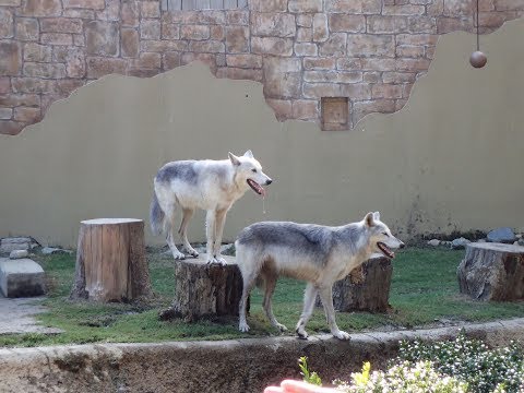 Video: Busch Gardens զվարճանքի պուրակ Ուիլյամսբուրգում, Վիրջինիա