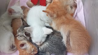 Cats & kittens are 769 & 686 & 585 & 568 & 520 & 444 & 329 & 291 & 191 & 61 & 40 & 352 & 285&183&149
