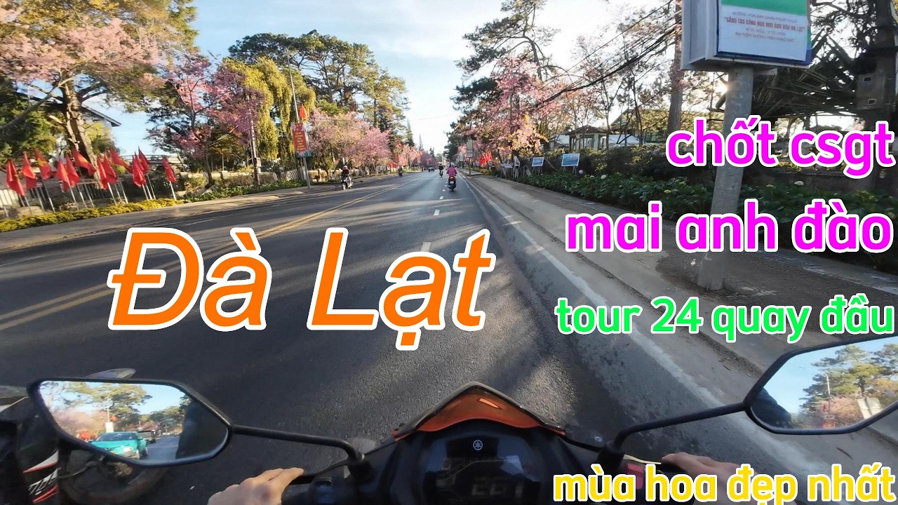 Phượt Đà Lạt xuyên đêm ngắm mai anh đào, mùa hoa đẹp nhất, chốt csgt, kẹt xe ở đèo Bảo Lộc #dalat