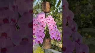 TAMAM BUNGA ANGREK BEST #masyallahtabarakallah